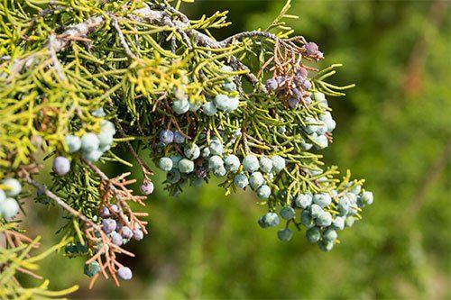 california juniper california juniper