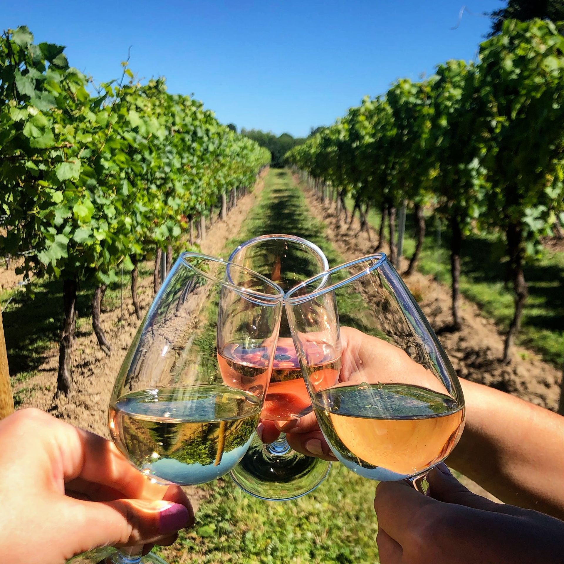 Three people toasting wine glasses filled with white and rosé wine in a vineyard.
