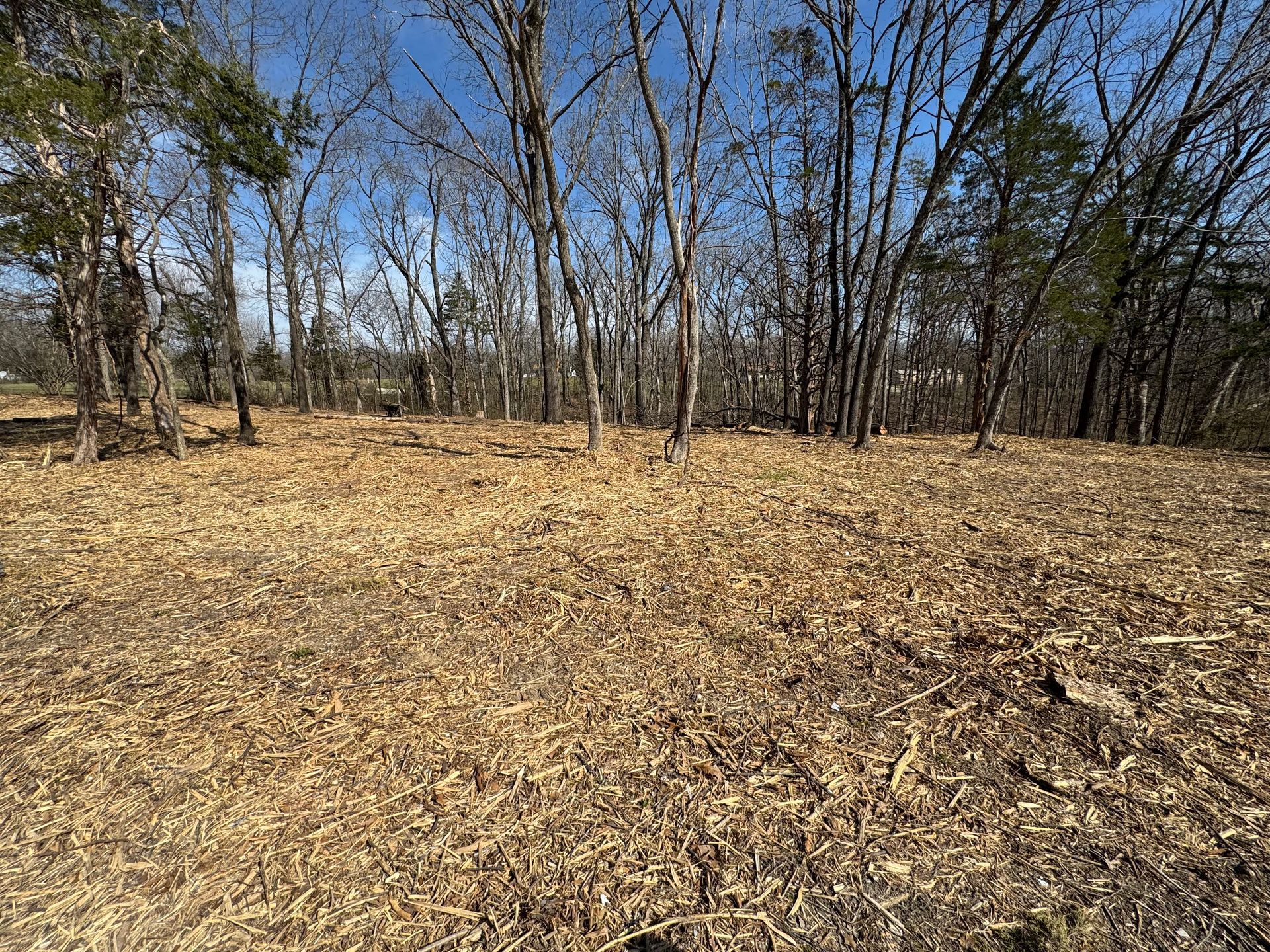 A flat, open area covered in dry, brown leaves, bordered by a dense line of bare, leafless trees under a bright blue sky.