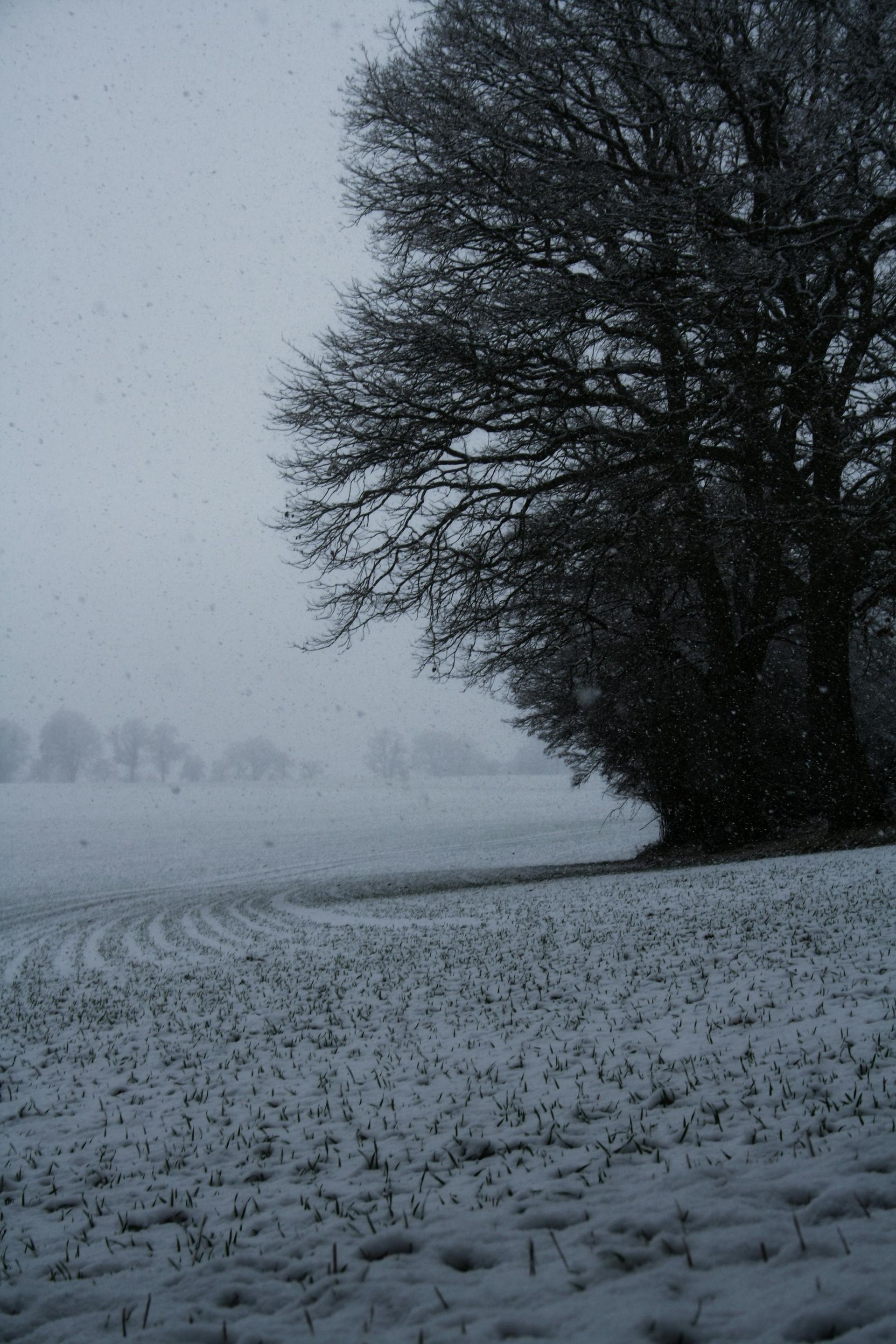 A tree in the middle of a snowy field