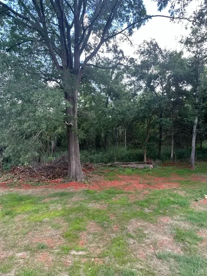 A large tree stands on the edge of a grassy lawn with red dirt, bordering a dense forest.
