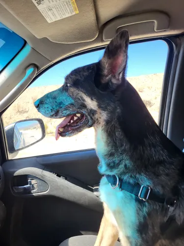 German Shepherd dog in car, looking out the window, tongue out. Blue sky and side mirror visible.
