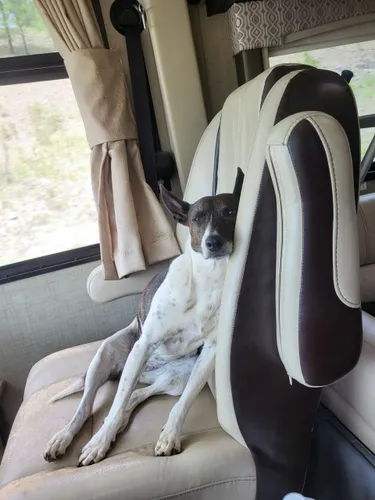 Dog lounging in RV captain's chair; white and brown fur, relaxed expression.