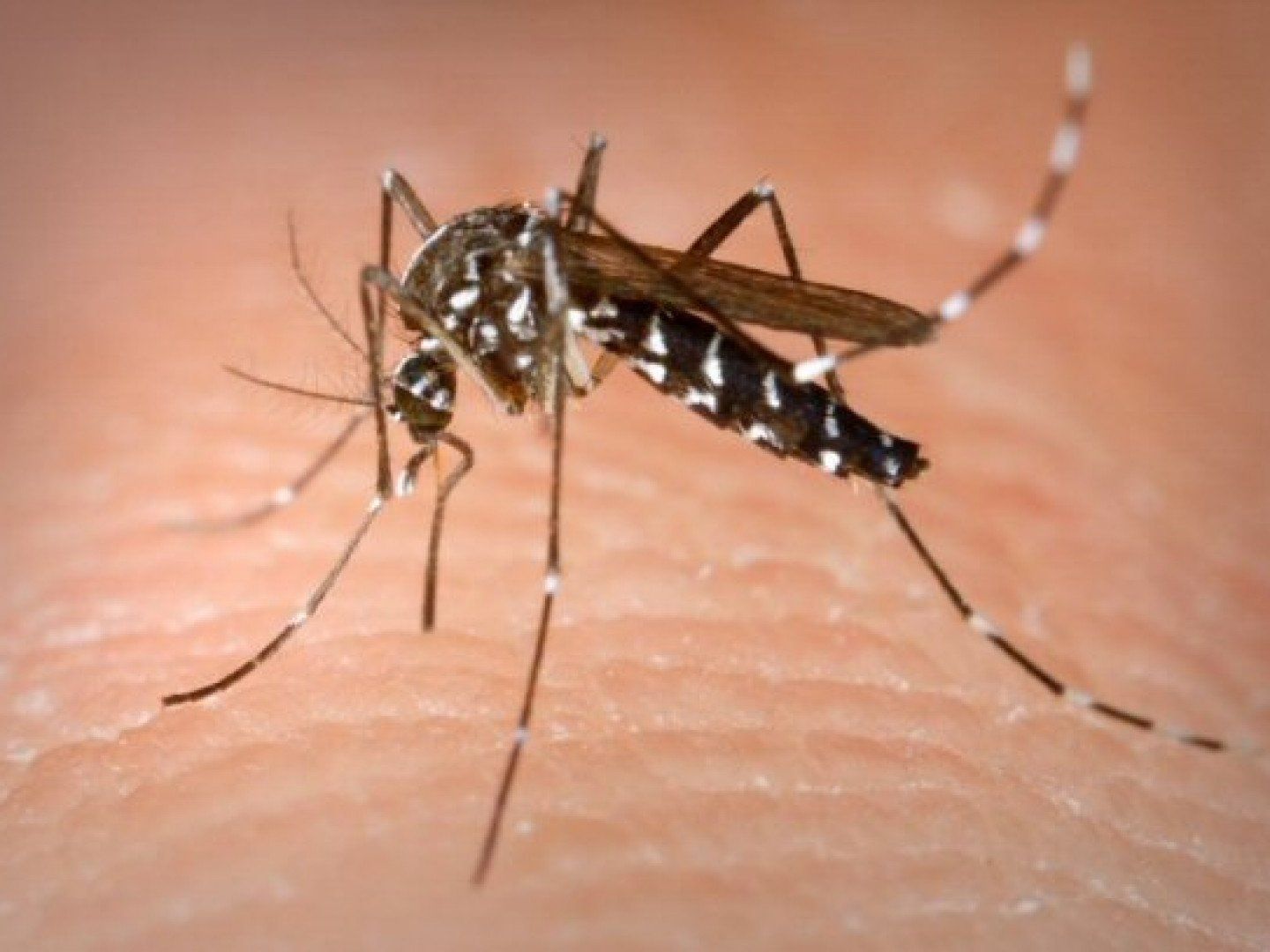 Dangerous Mosquito