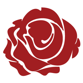 A red rose with a white center on a white background