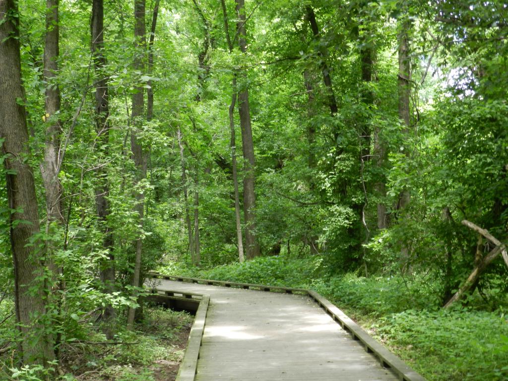A wooden walkway in the middle of a forest.