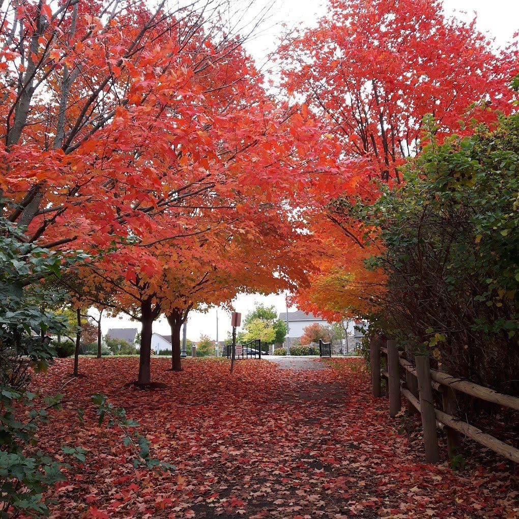 A path lined with trees with red leaves and a wooden fence