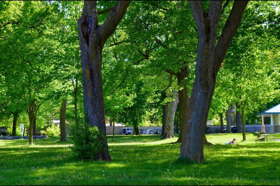 A park filled with lots of trees and grass