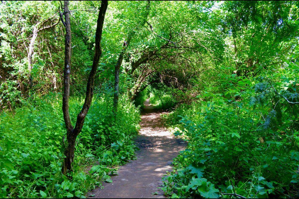 A path in the woods surrounded by trees and bushes