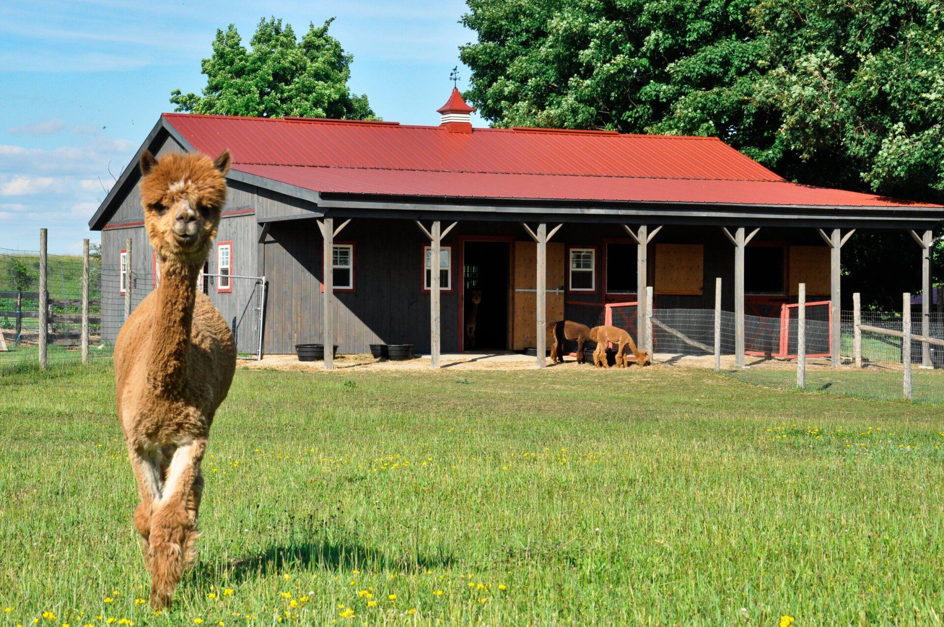 A brown alpaca is standing in a grassy field in front of a barn.