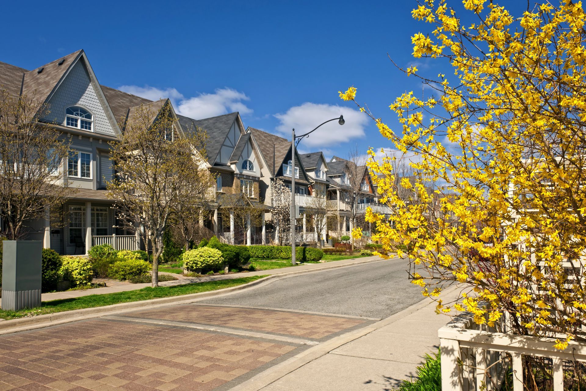 Row of houses on a sunny street with yellow flowering bushes and blue sky.