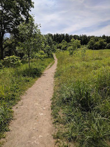 A dirt path going through a grassy field with trees on both sides.