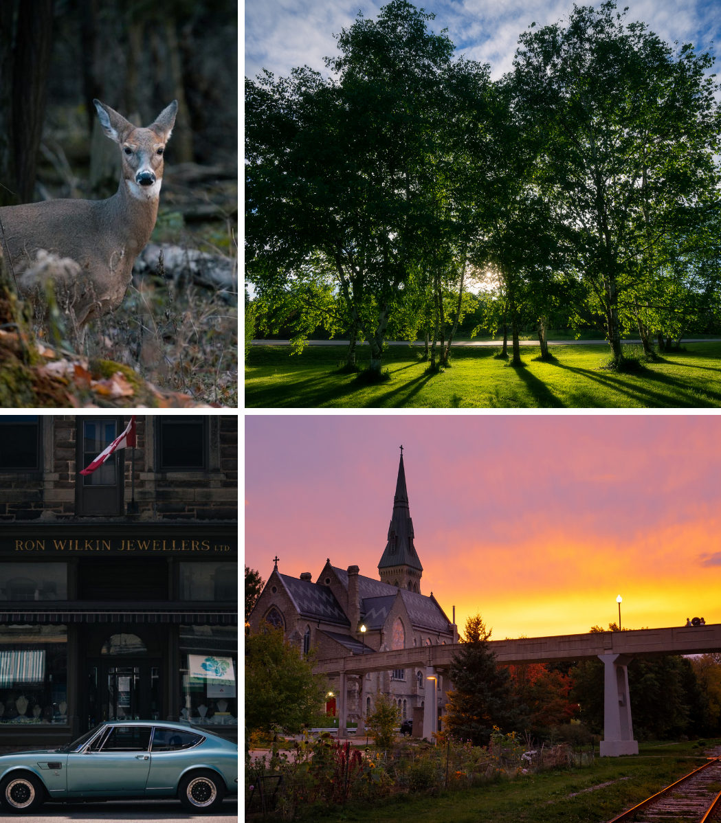 A collage of photos shows a deer a car a building and a sunset