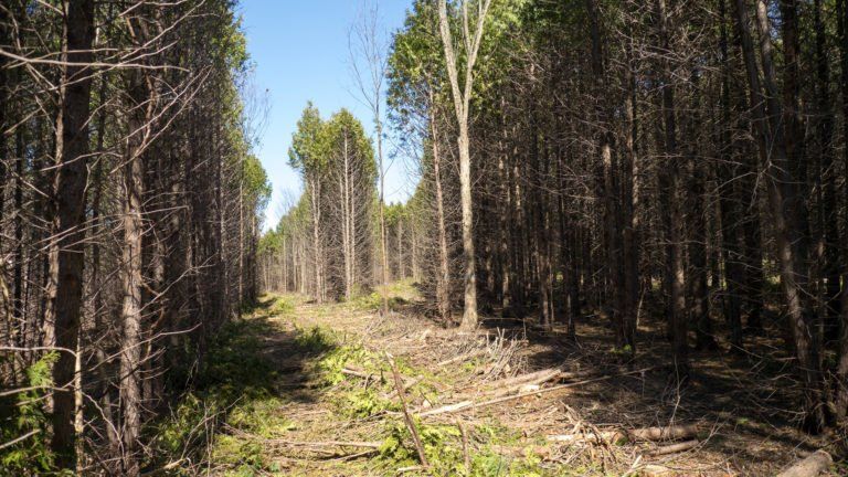 A path in the middle of a forest with trees without leaves.