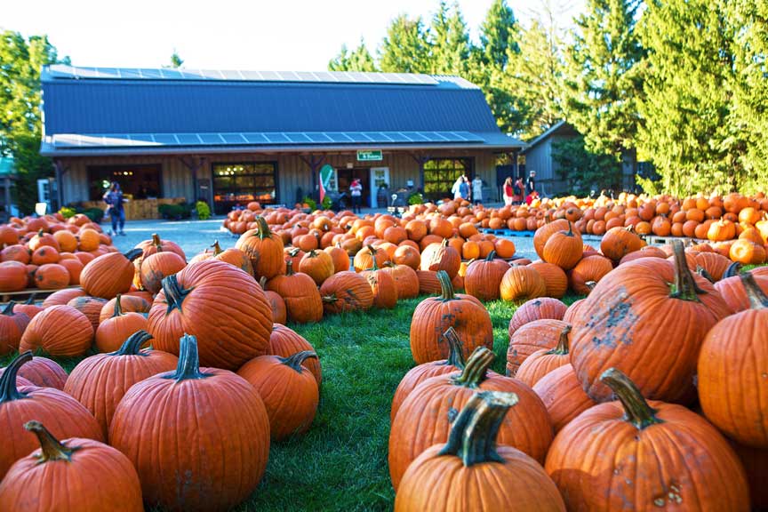 A large field of pumpkins in front of a building