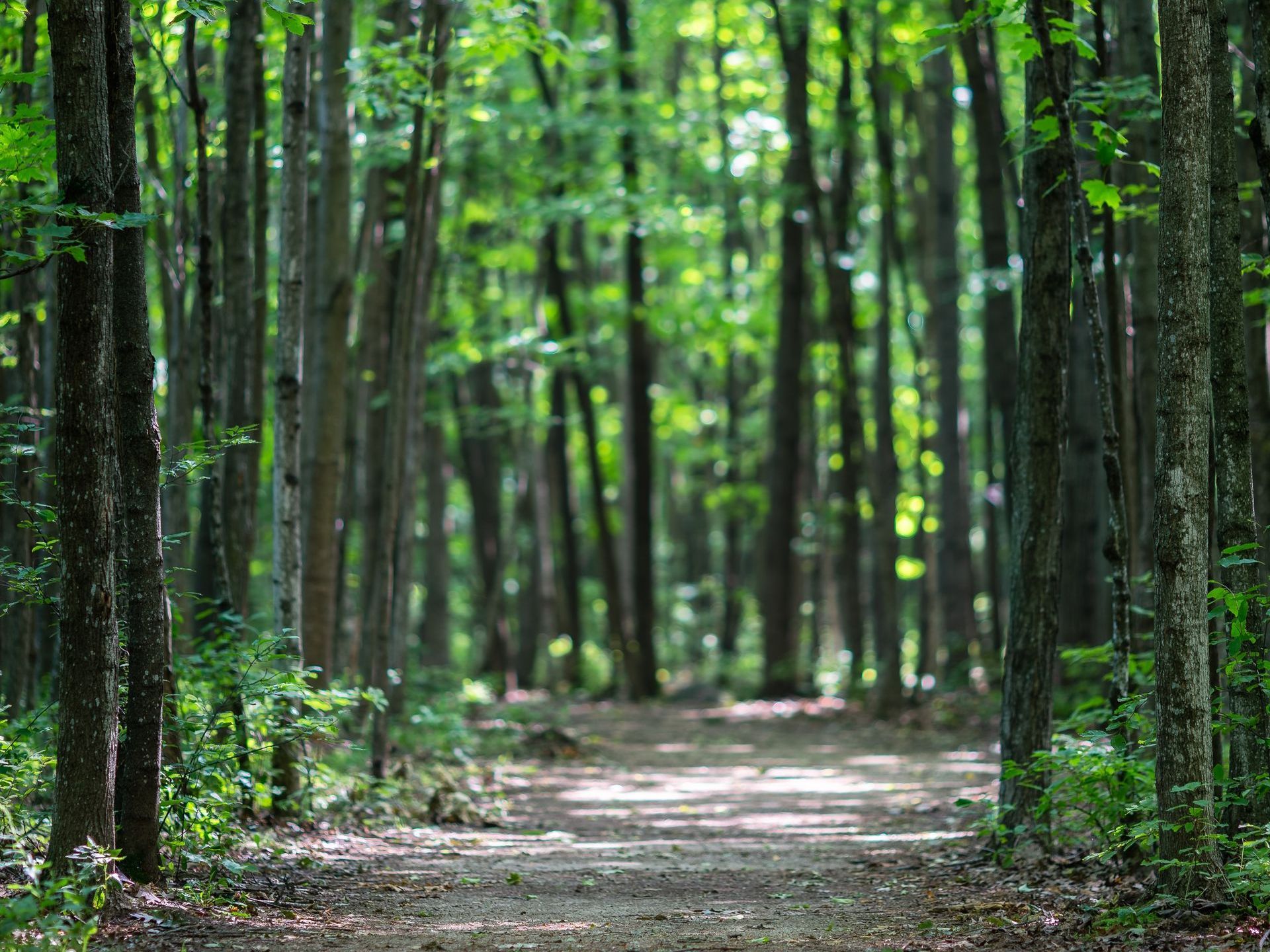 Exploring the Thriving Running Scene in Guelph