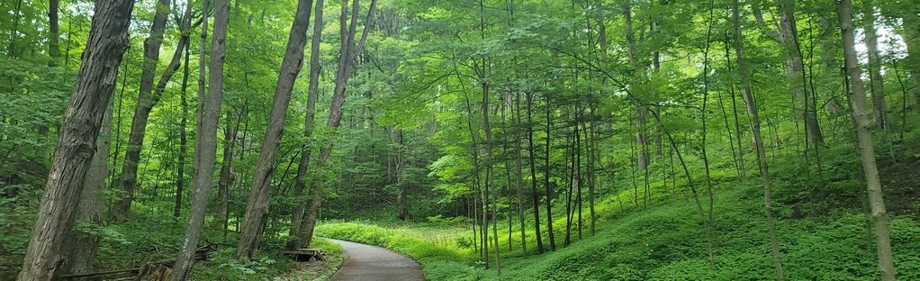 A path in the middle of a lush green forest.