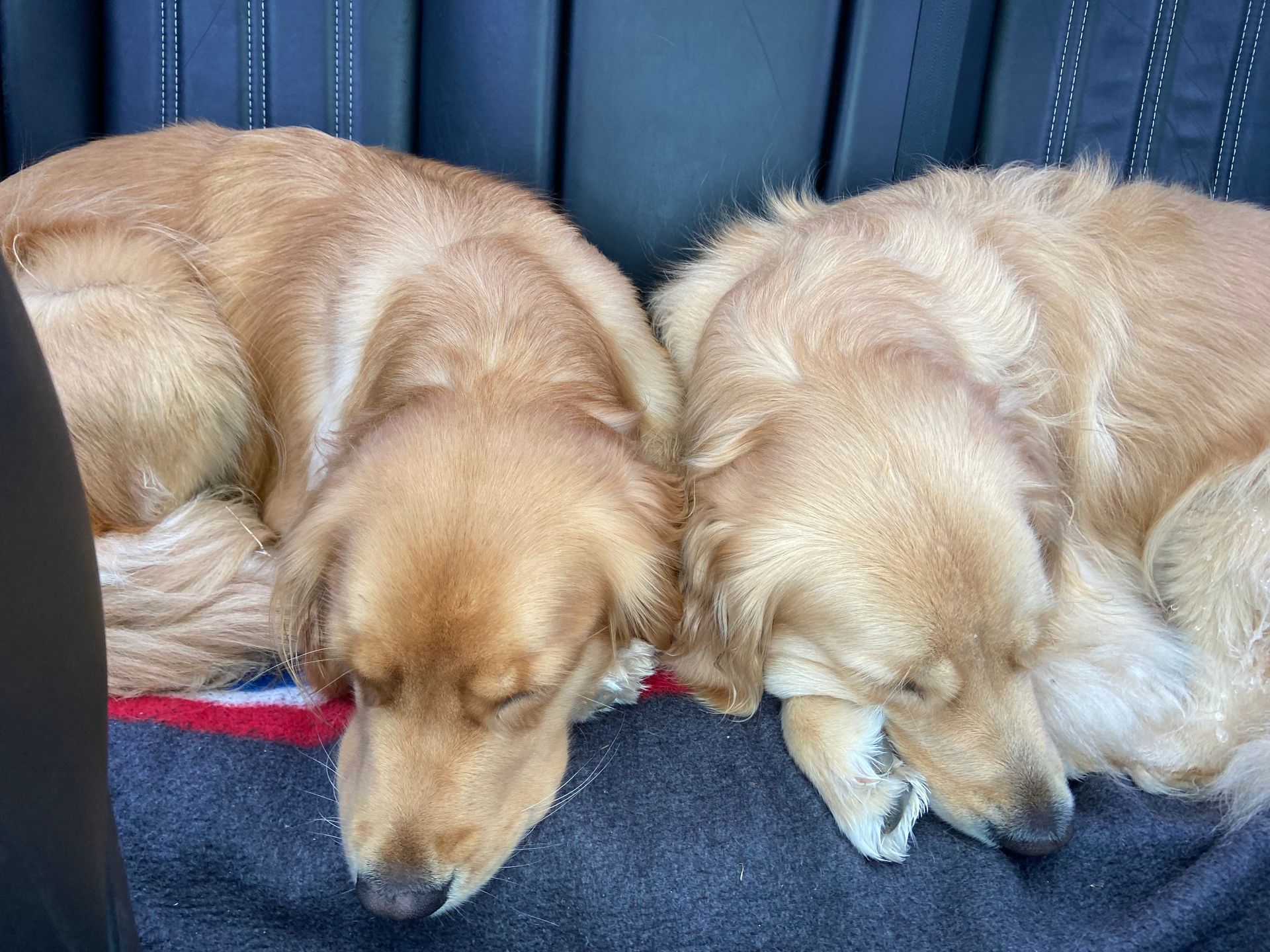 Two dogs are sleeping next to each other in the back seat of a car.