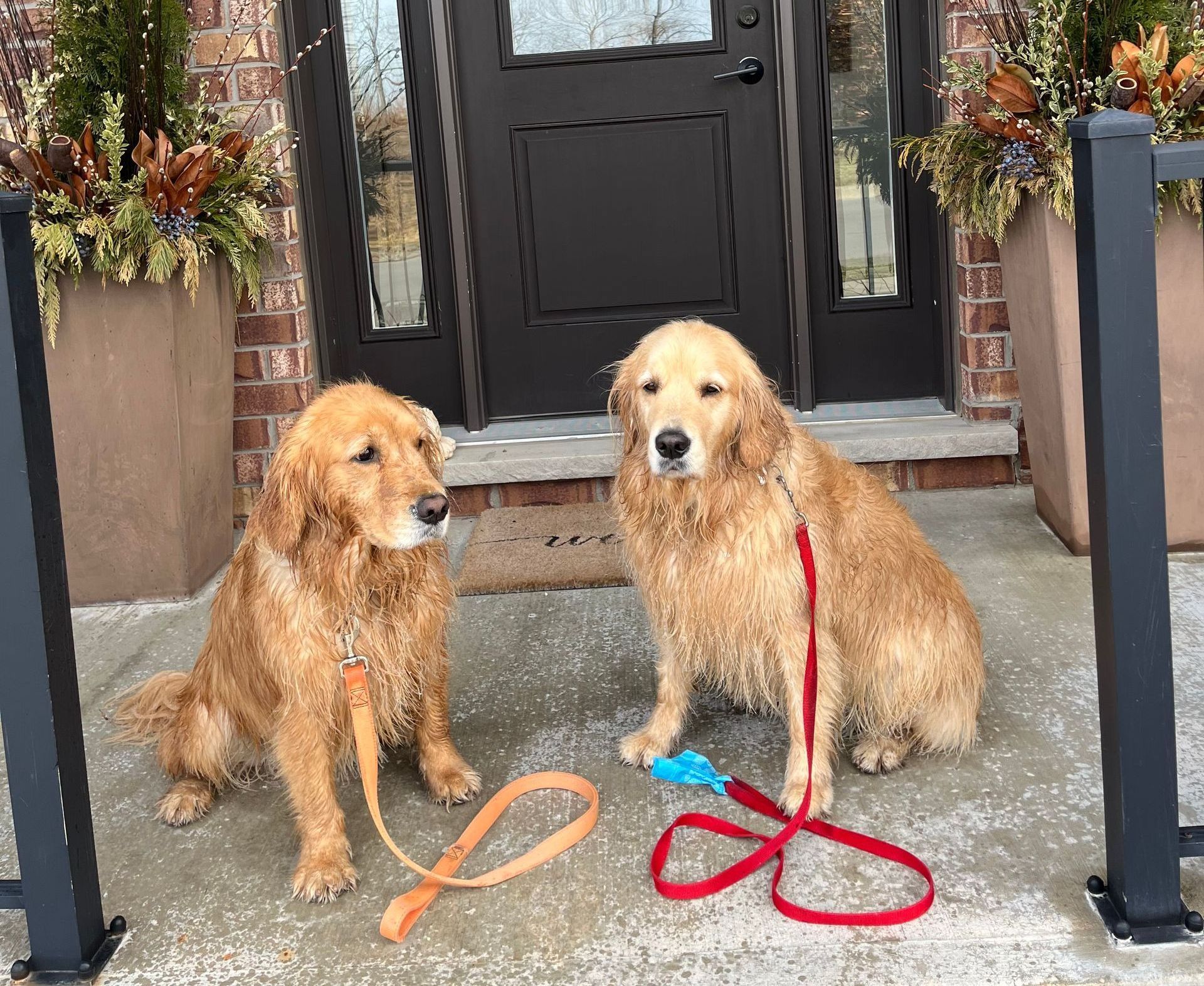 Two dogs on leashes are sitting in front of a door