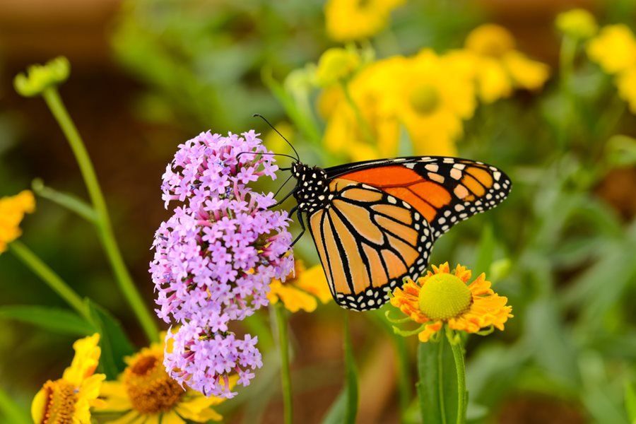 A butterfly is perched on a purple flower with yellow flowers in the background