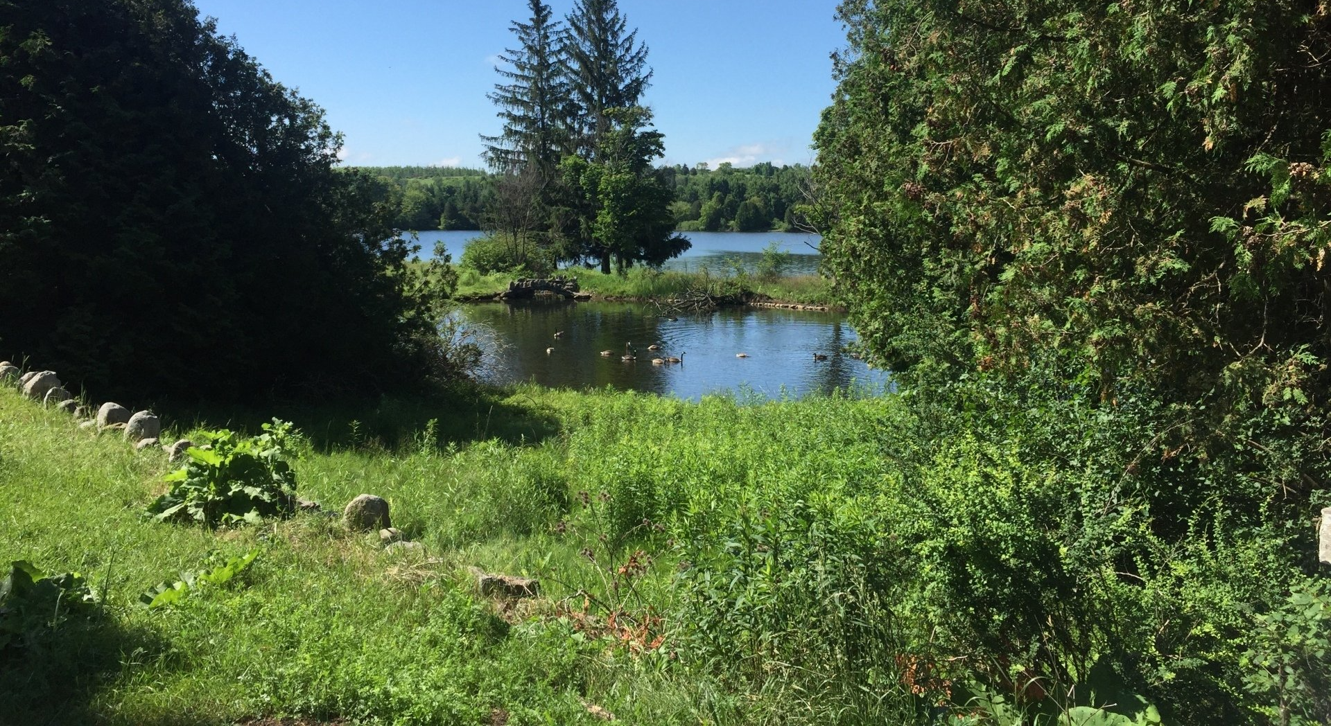 A lush green field with trees and a lake in the background.