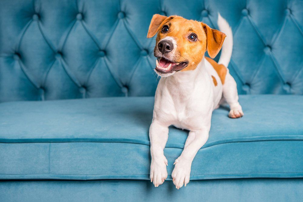 Happy Dog on Sofa — Austin, TX — Pet and Bird Clinic