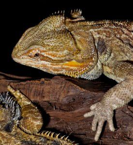 Bearded Dragon Lizard — Austin, TX — Pet and Bird Clinic
