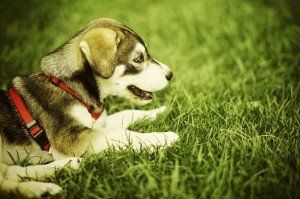 Dog on Grass — Austin, TX — Pet and Bird Clinic