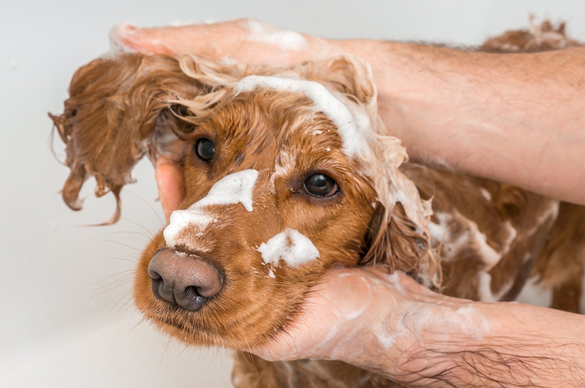 Owner Washing Dog with Flea Soap — Austin, TX — Pet and Bird Clinic