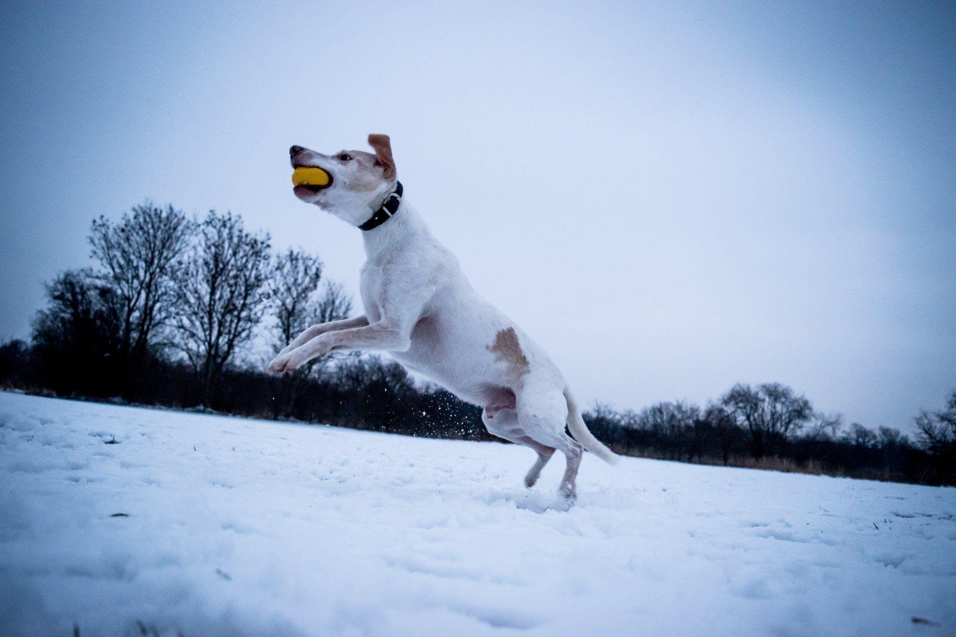 Dog Playing on Snow — Austin, TX — Pet and Bird Clinic