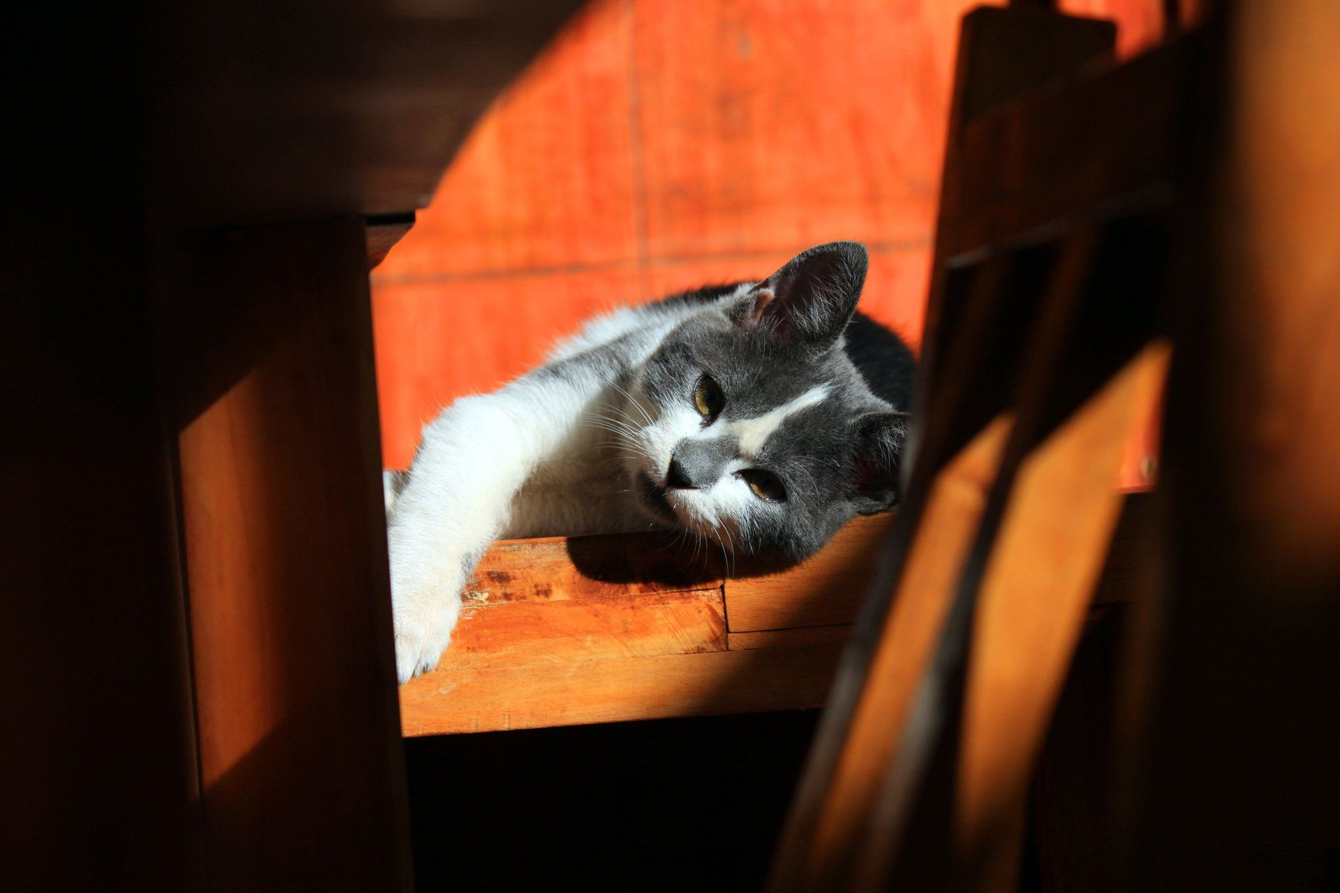 Cat Playing on Wood — Austin, TX — Pet and Bird Clinic