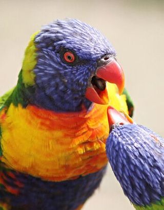 Colorful Parrot — Austin, TX — Pet and Bird Clinic