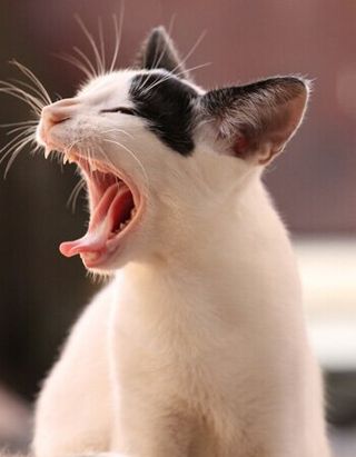 Cat Yawning — Austin, TX — Pet and Bird Clinic