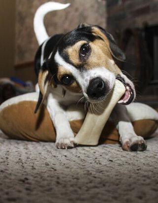 Dog Biting Bone — Austin, TX — Pet and Bird Clinic