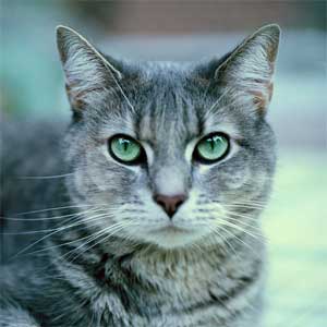 Grey Cat — Austin, TX — Pet and Bird Clinic