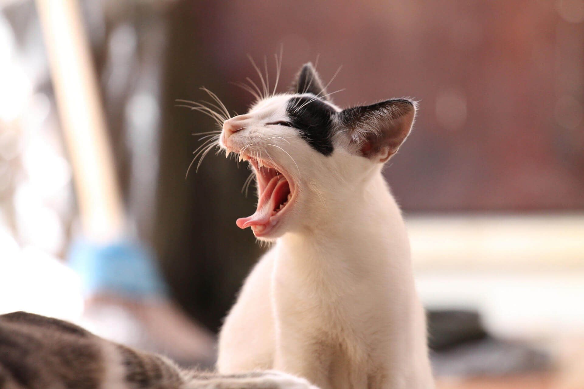 Cat Yawning — Austin, TX — Pet and Bird Clinic