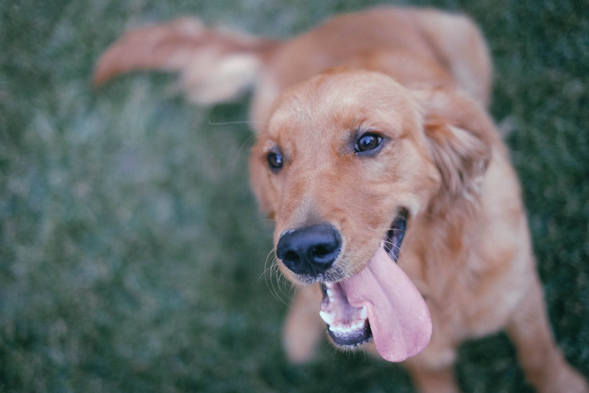 Dog Showing His Tongue — Austin, TX — Pet and Bird Clinic