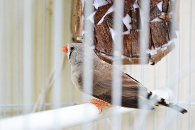 Bird on Cage — Austin, TX — Pet and Bird Clinic
