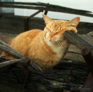 Orange Cat Sleeping — Austin, TX — Pet and Bird Clinic