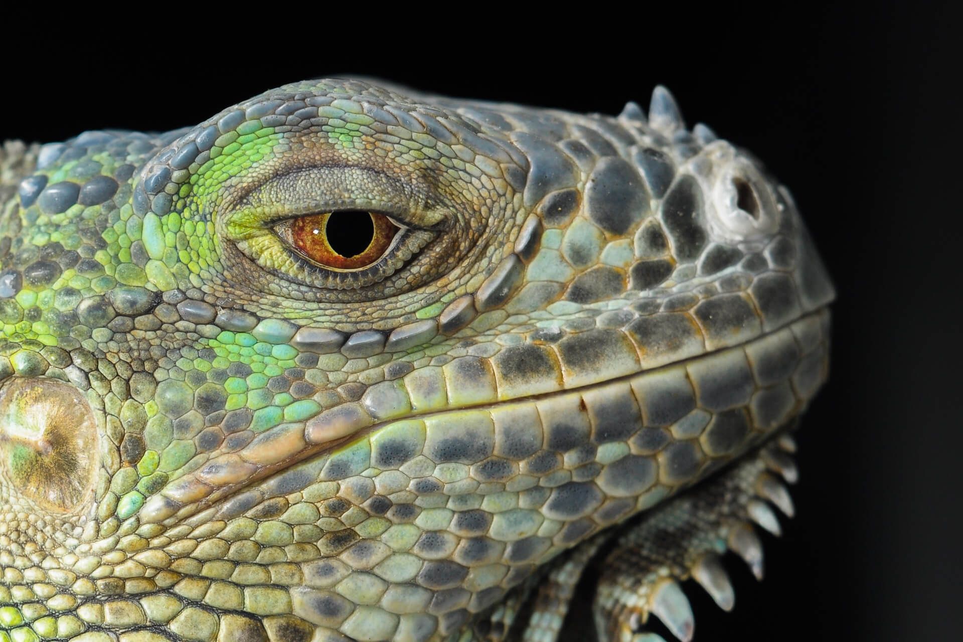 Close Up on Bearded Dragon Lizard — Austin, TX — Pet and Bird Clinic