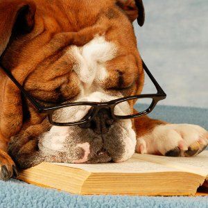 Bulldog Sleeping on Book — Austin, TX — Pet and Bird Clinic