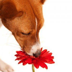Dog Smelling Flower — Austin, TX — Pet and Bird Clinic