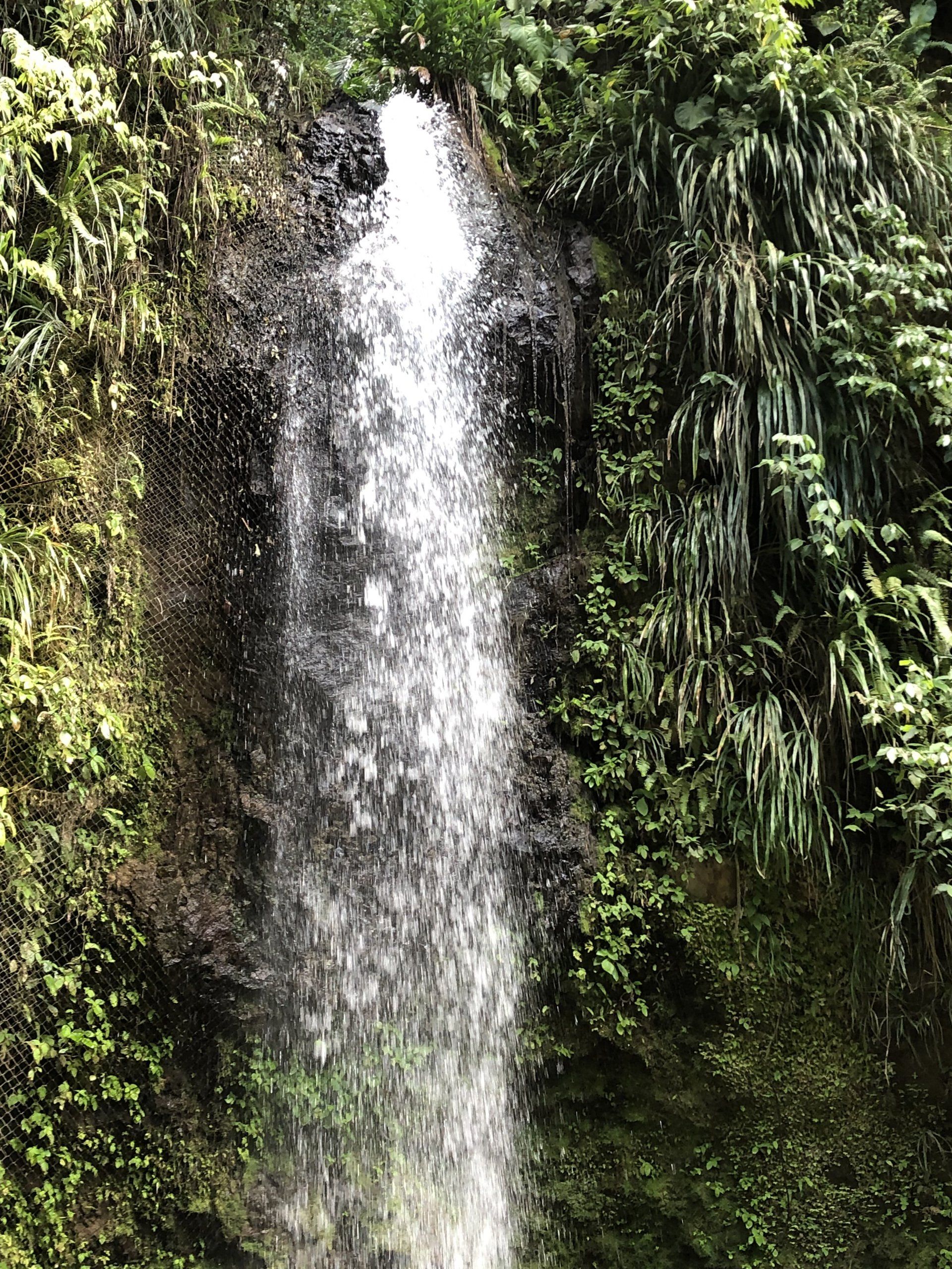 A waterfall in the middle of a forest surrounded by trees.