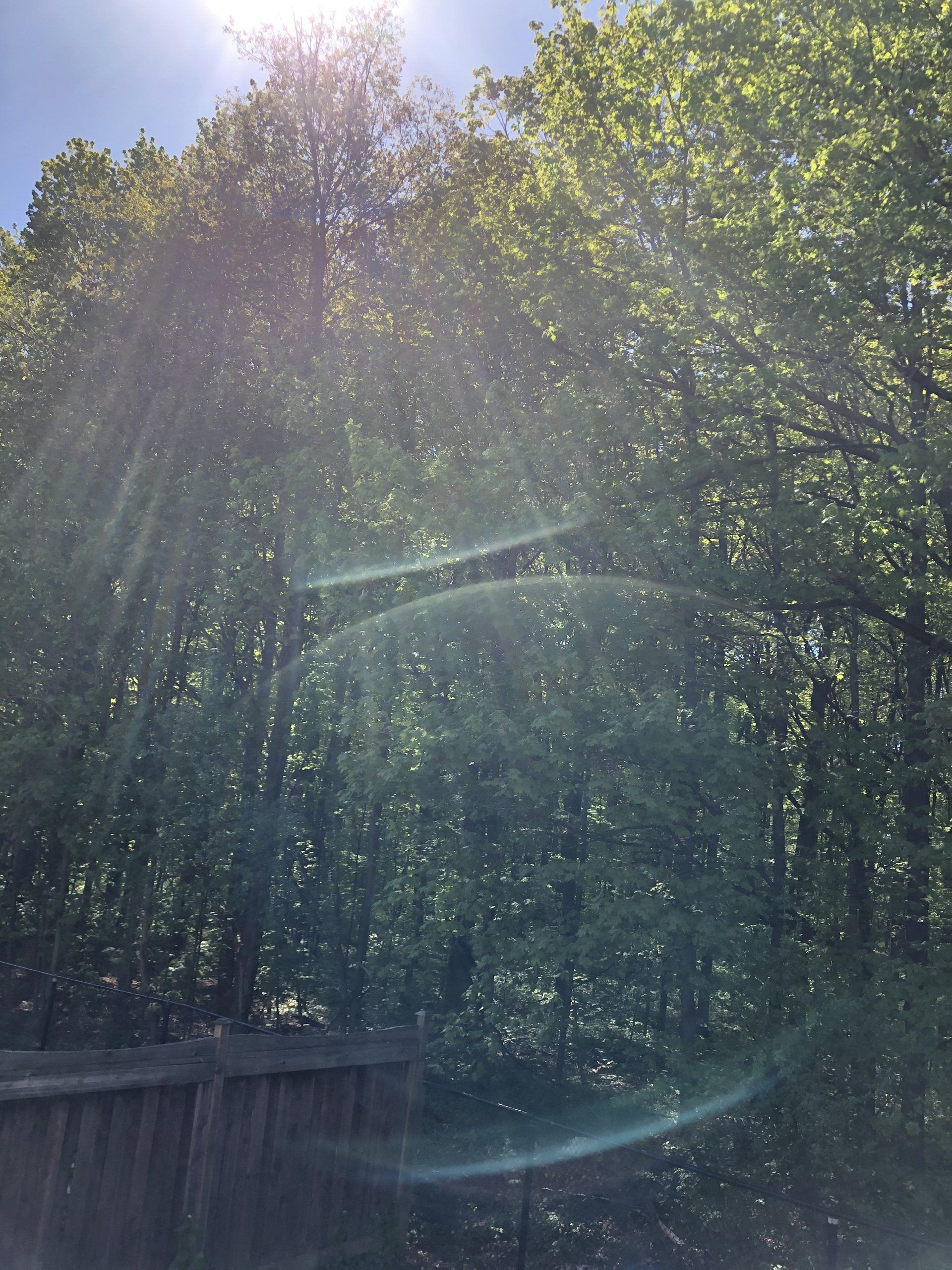 The sun is shining through the trees and a wooden fence
