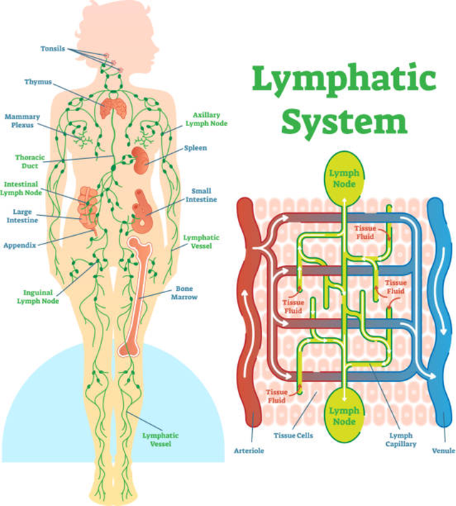 How Can PEMF (Pulse Electromagnetic Field), Near Infrared Light,  Acupuncture, Reflexology and Massage Therapies help the Lymphatic System?