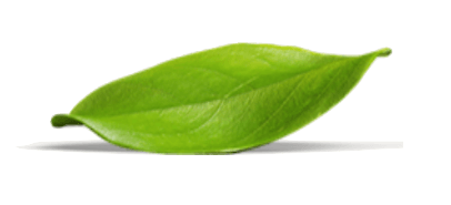 Healthy Looking Green Leaf