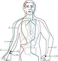 https://www.researchgate.net/figure/Diagram-of-meridians-and-acupuncture-points-or-acupoints-that-have-been-studied-with_fig1_45199092?__cf_chl_tk=7gR9o7DAdW8DxQ19wdZCiy_K1tLrdKBcmoPO.VjwoeY-1748289409-1.0.1.1-KbnAL5HsHvNPdy._bzzb9TC95_fLddwE8EV21vqmhP0