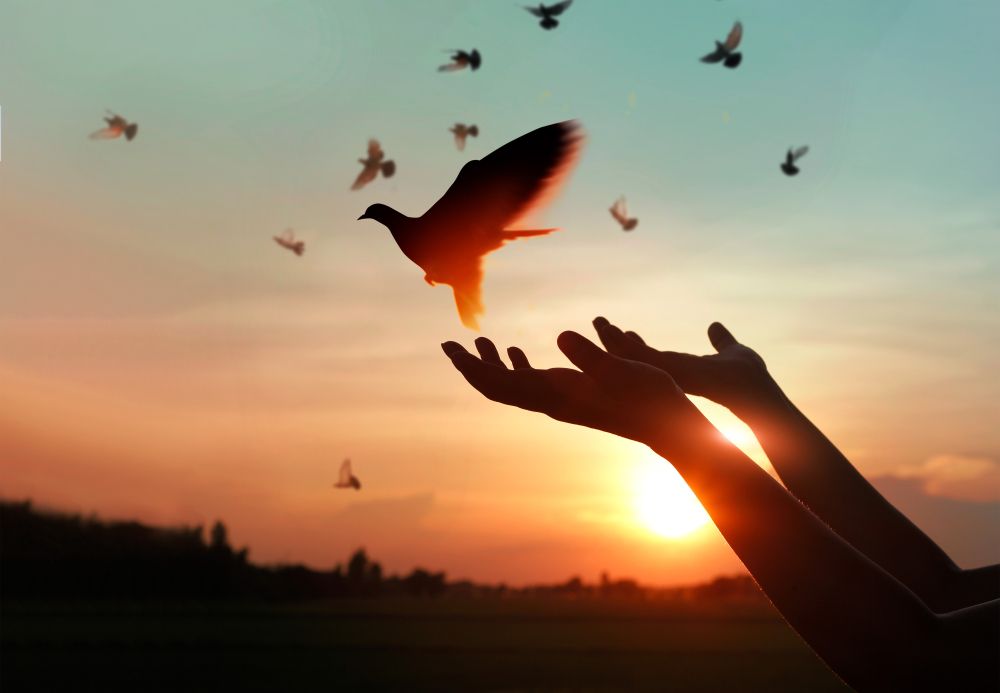 A Person is Holding a Bird in Their Hands at Sunset — Angel of Light Nick Turner In Byron Bay, NSW