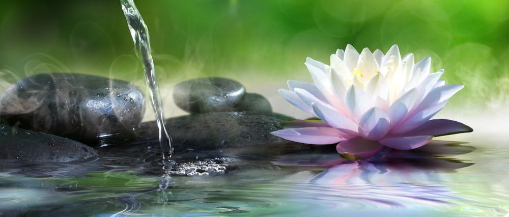 A Water Lily is Sitting in the Water Next to a Waterfall — Angel of Light Nick Turner In Gold Coast, QLD