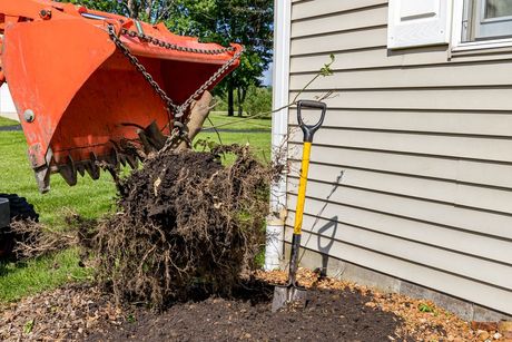 An excavator lifts a large tree root ball from the ground near a house with a shovel resting nearby.